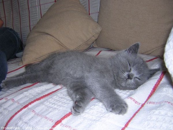 Photo de British shorthair