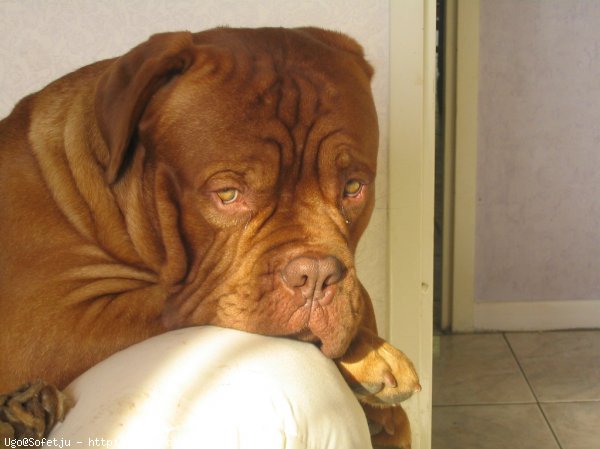 Photo de Dogue de bordeaux