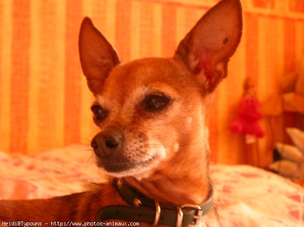 Photo de Pinscher nain