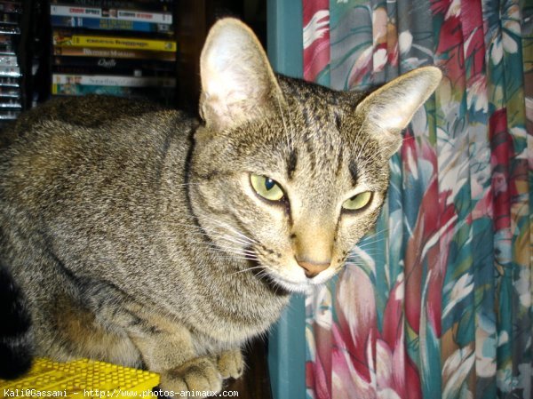 Photo d'Ocicat