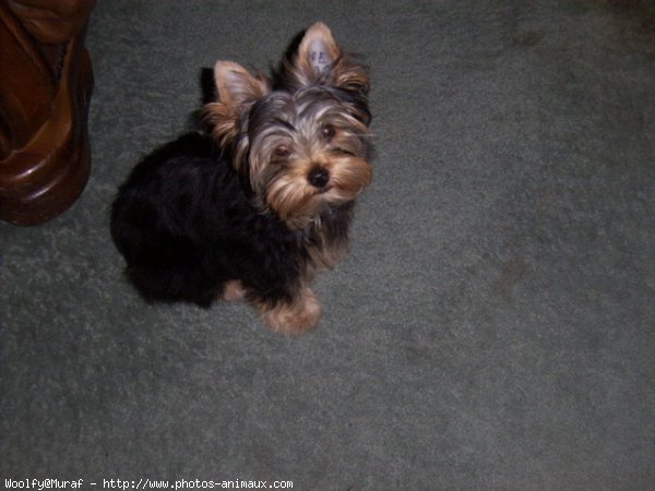 Photo de Yorkshire terrier