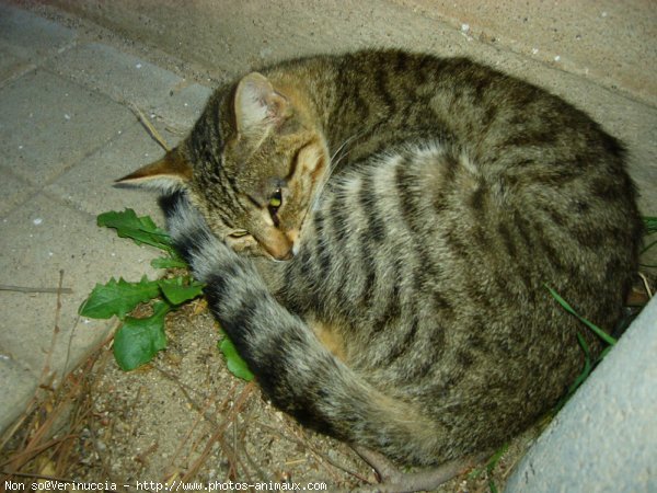 Photo de Chat domestique