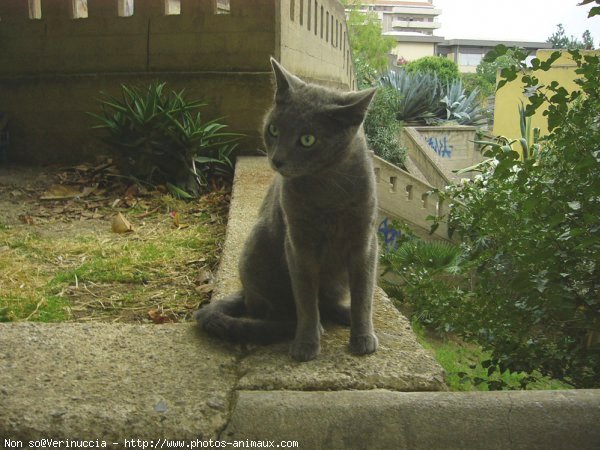 Photo de Chat domestique