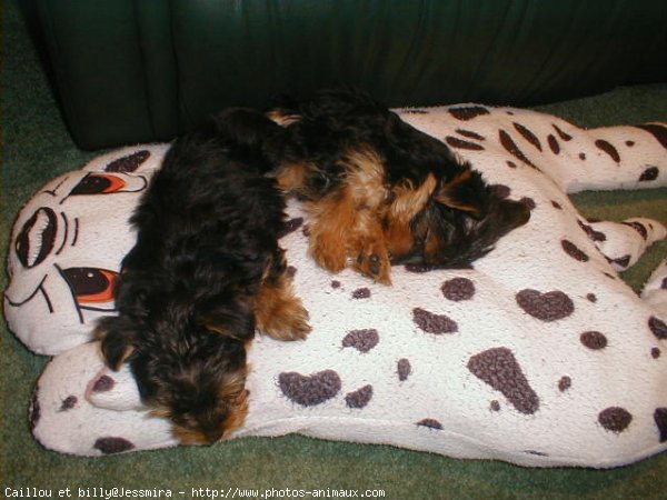 Photo de Yorkshire terrier