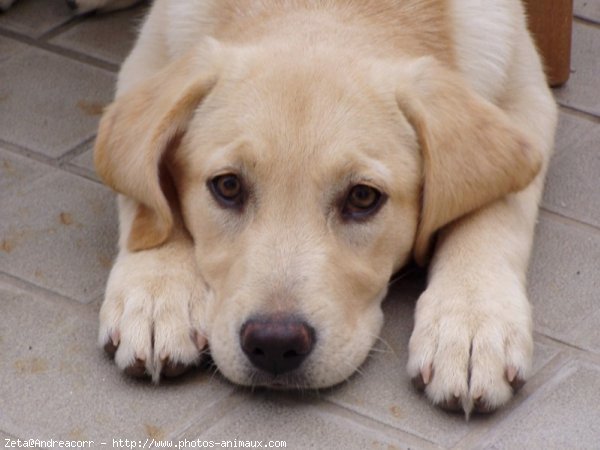 Photo de Labrador retriever