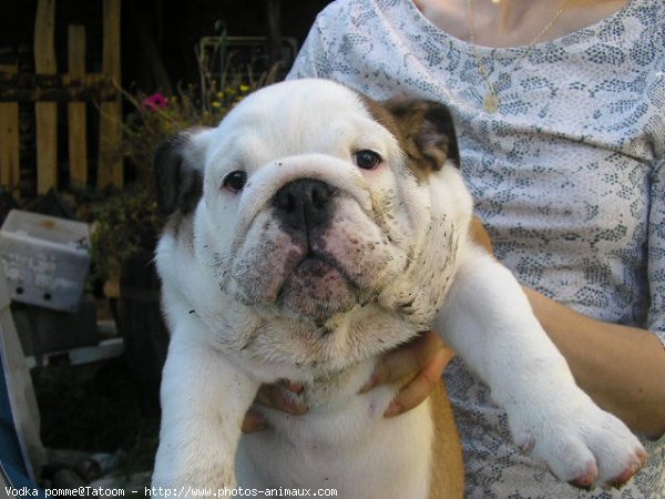 Photo de Bulldog