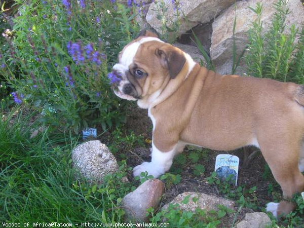 Photo de Bulldog