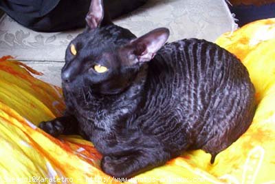 Photo de Cornish rex