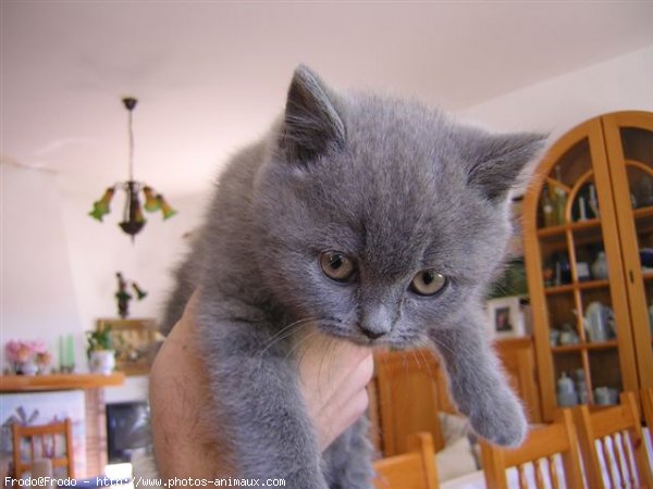 Photo de British shorthair