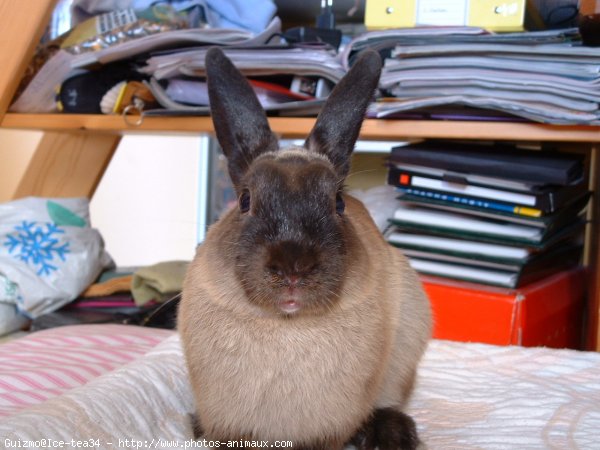 Photo de Lapin