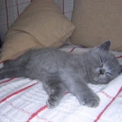 Photo de British shorthair