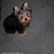 Photo de Yorkshire terrier