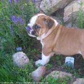 Photo de Bulldog