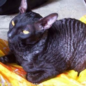 Photo de Cornish rex