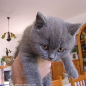 Photo de British shorthair