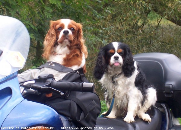 Photo de Cavalier king charles spaniel