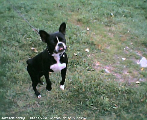 Photo de Boston terrier