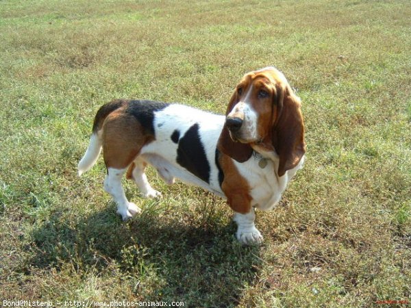 Photo de Basset hound