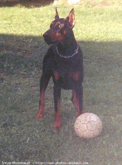 Photo de Dobermann