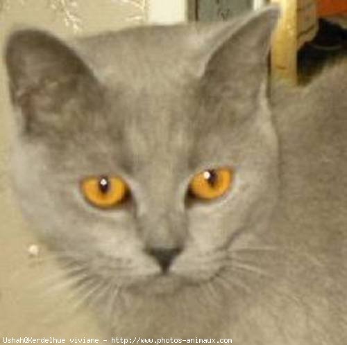 Photo de British shorthair