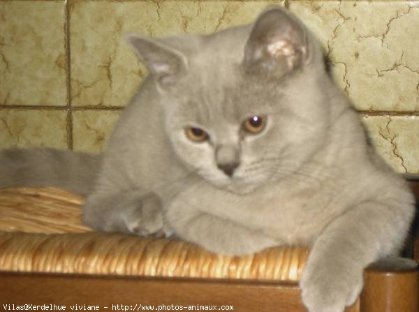 Photo de British shorthair