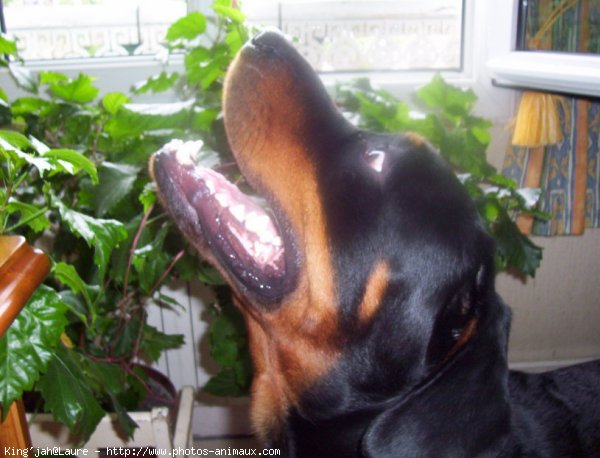 Photo de Rottweiler