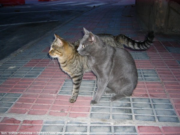 Photo de Chat domestique