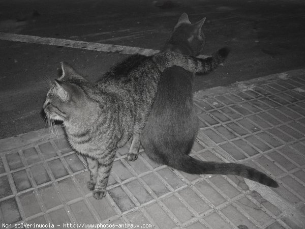 Photo de Chat domestique