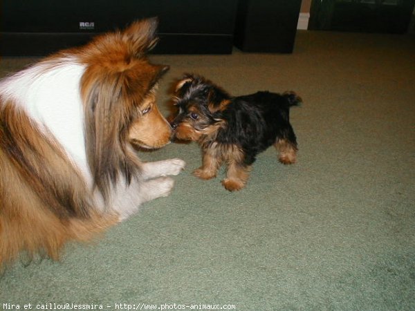 Photo de Races diffrentes