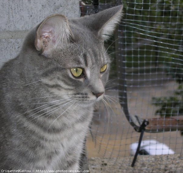 Photo de Chat domestique