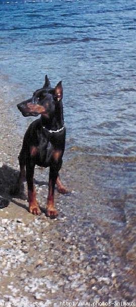 Photo de Dobermann