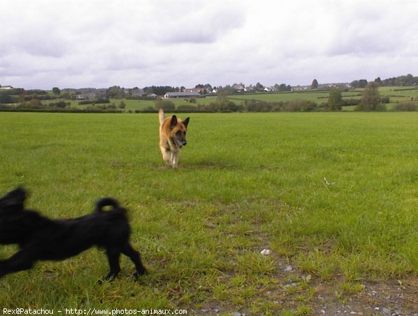 Photo de Berger allemand  poil court