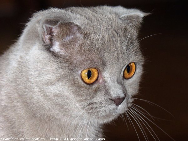 Photo de Scottish fold