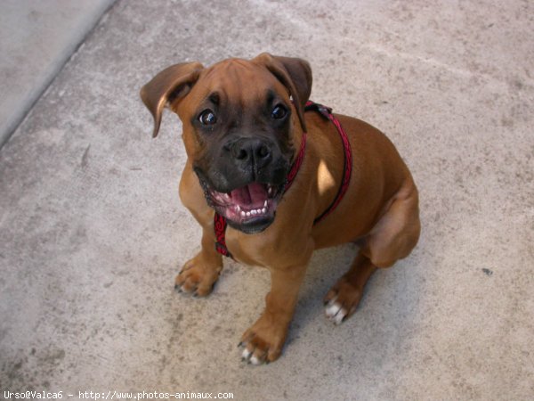 Photo de Boxer