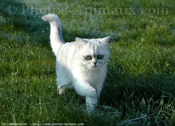 Photo d'Exotic shorthair