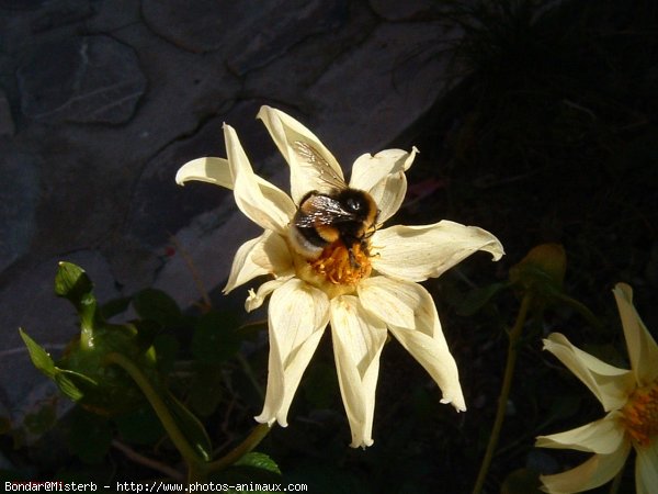 Photo d'Abeille