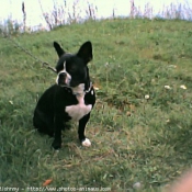 Photo de Boston terrier