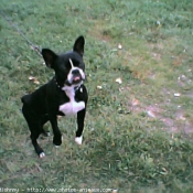 Photo de Boston terrier