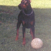 Photo de Dobermann