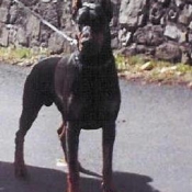 Photo de Dobermann