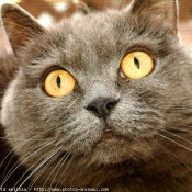 Photo de Chartreux