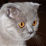 Photo de Scottish fold