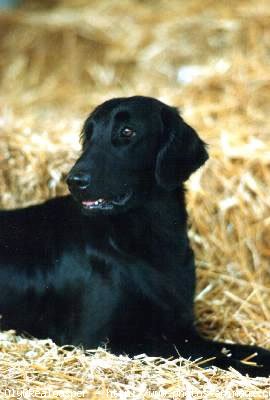 Photo de Retriever  poil plat