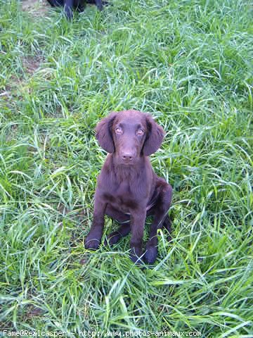 Photo de Retriever  poil plat