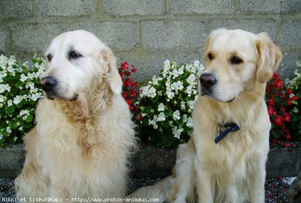 Photo de Golden retriever