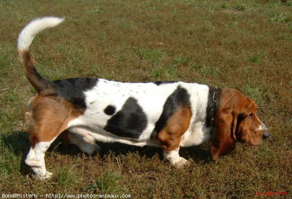 Photo de Basset hound