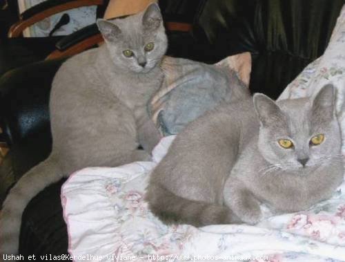 Photo de British shorthair