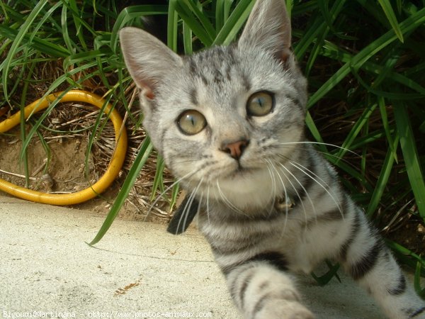 Photo de Chat domestique