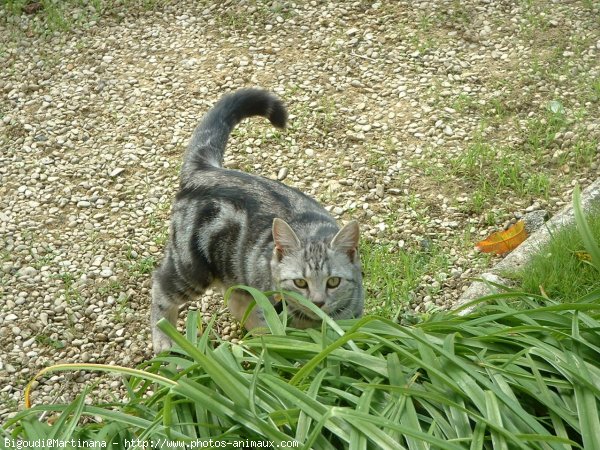 Photo de Chat domestique