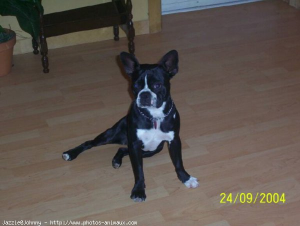 Photo de Boston terrier